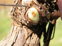 immagine intestazione