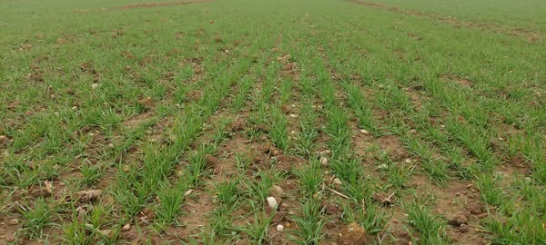 immagine intestazione