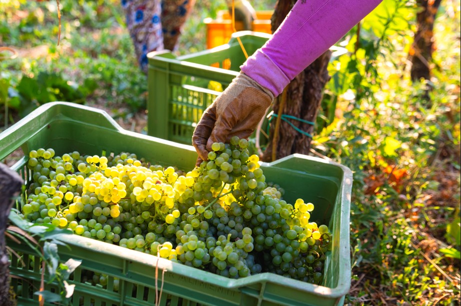 Al via in Franciacorta la vendemmia 2024