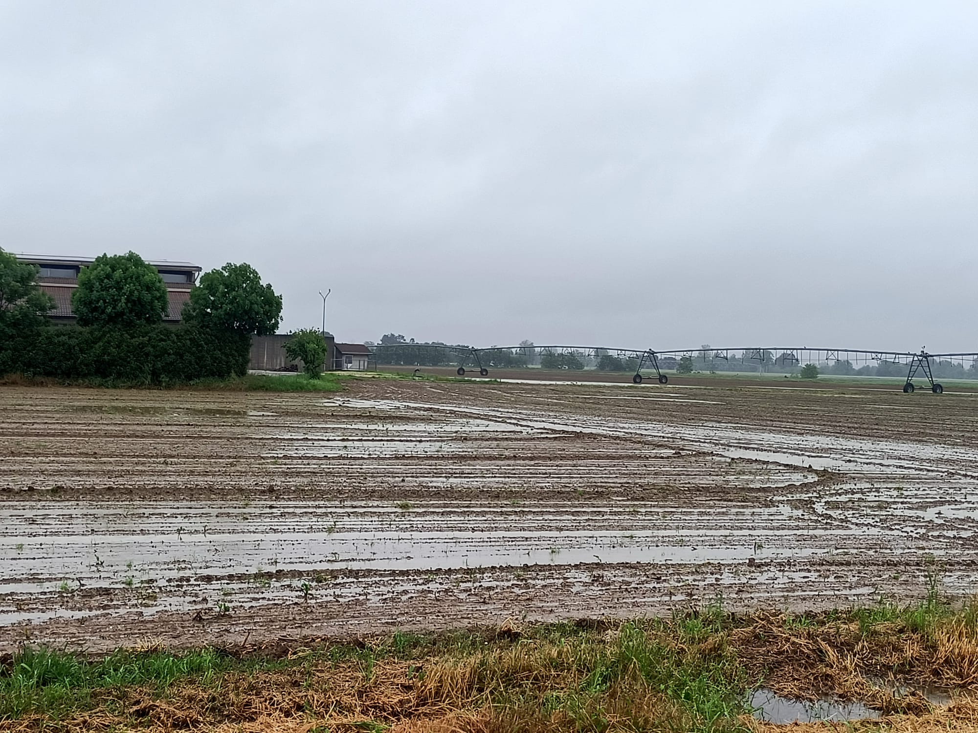 Mais, in Lombardia semine ferme per la pioggia