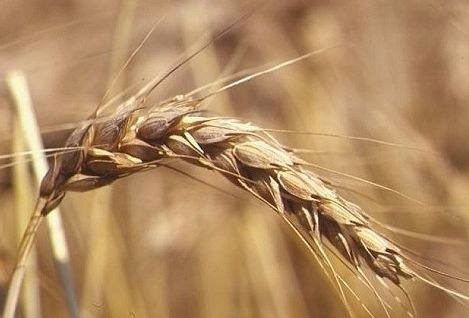 DIFFERIMENTO TERMINI A CICLO AUTUNNO PRIMAVERILE