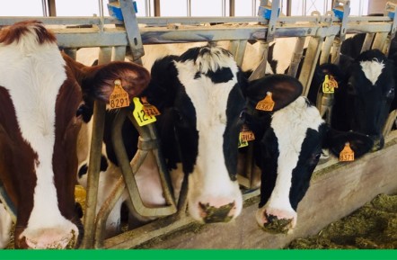 immagine intestazione