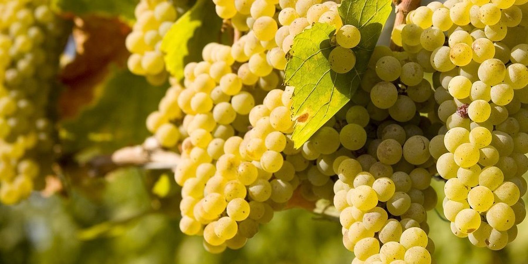 immagine intestazione