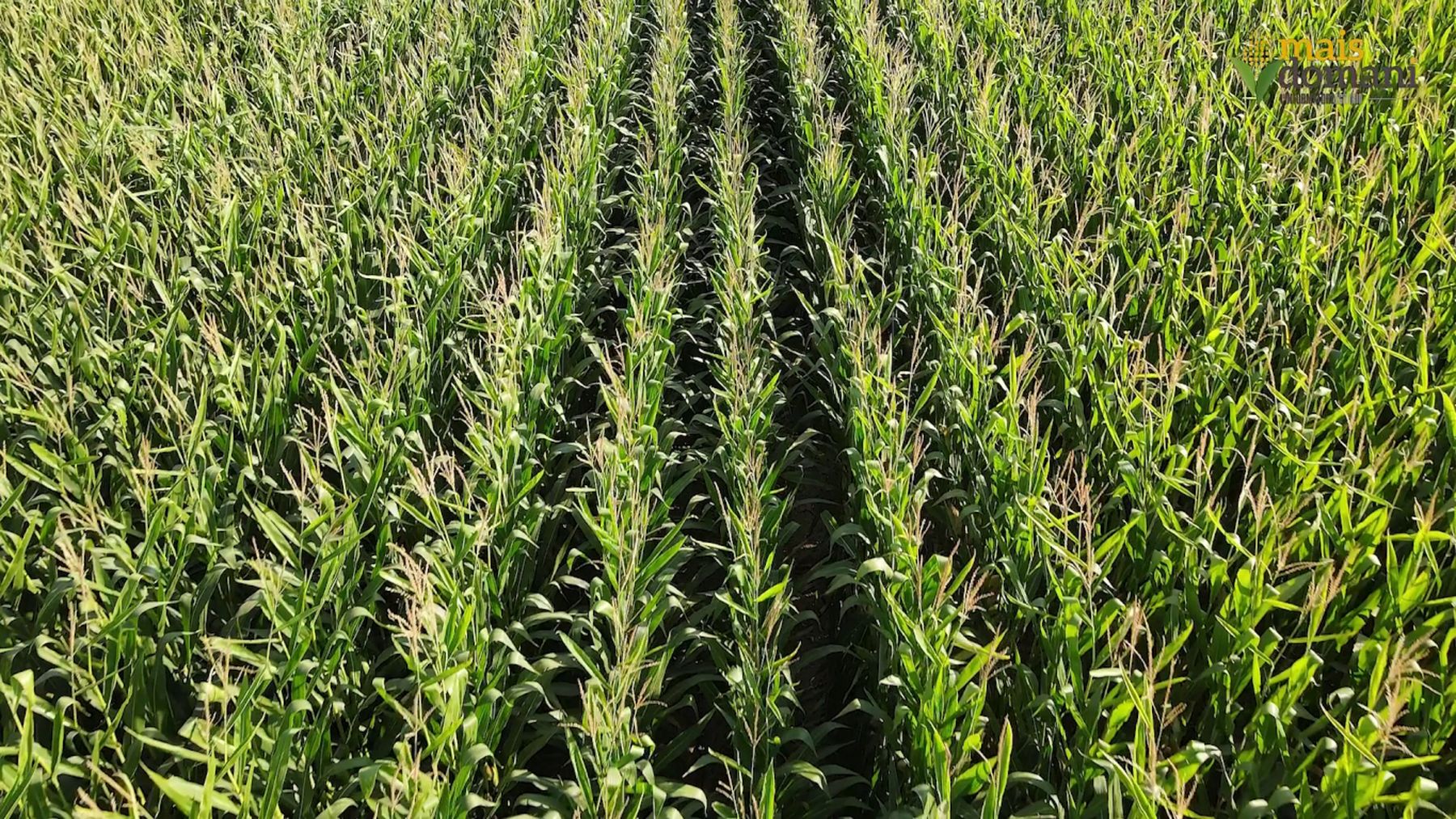 Mais: Innovazione e Sostenibilità per il Futuro