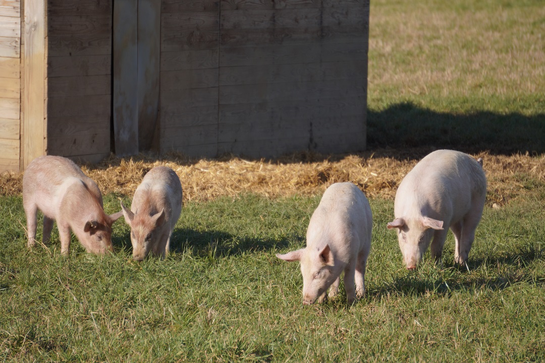 immagine intestazione