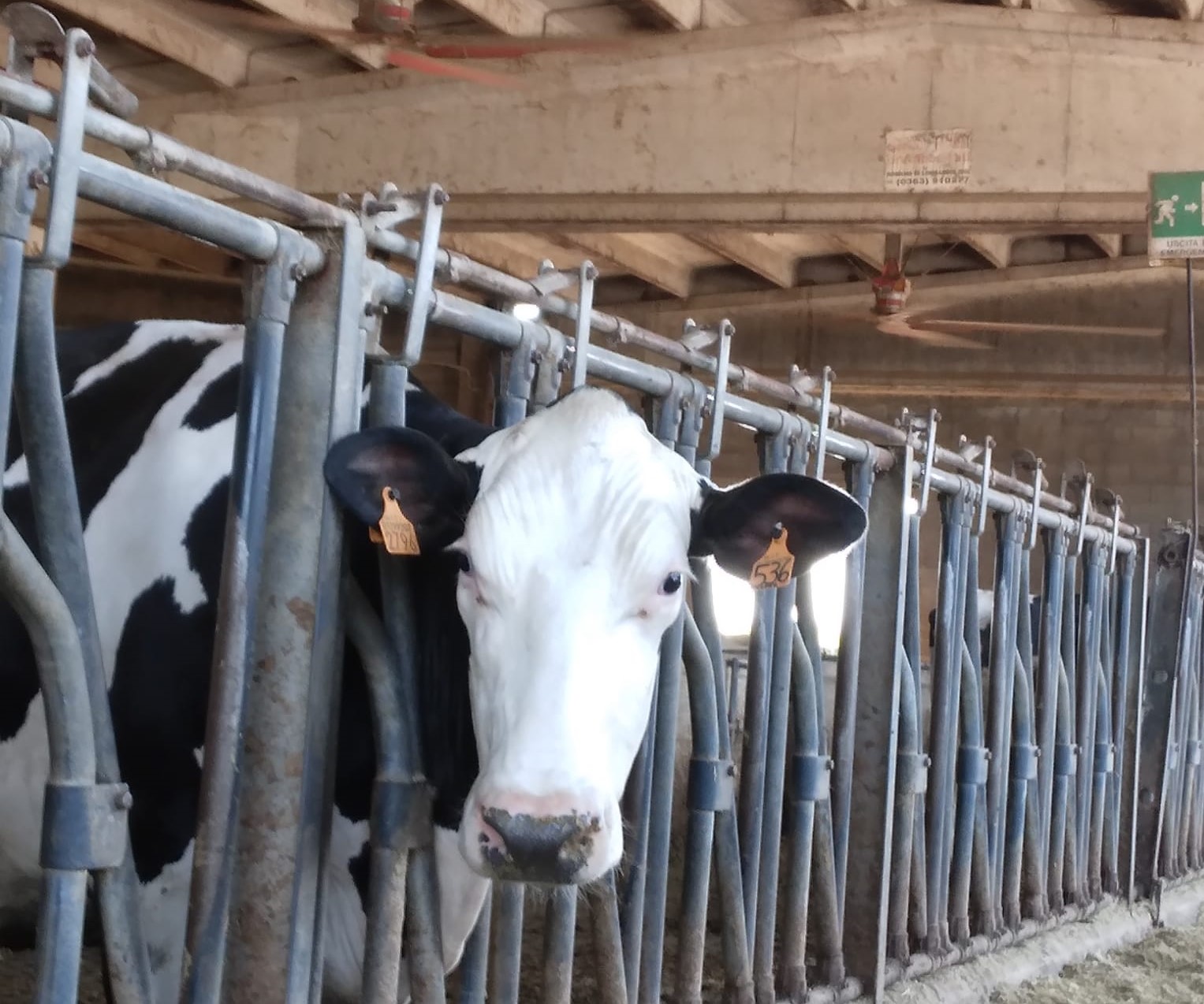 immagine intestazione